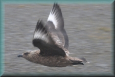 Vogel